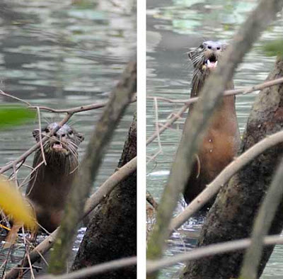 otter woodlands park stopped then continued swim around look