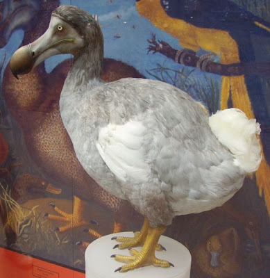 El Dodo, el pájaro tonto que acabó extinto El Dodo, el pájaro tonto que acabó extinto