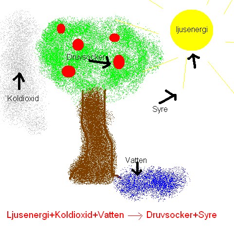 [ellens+fotosyntes.bmp]