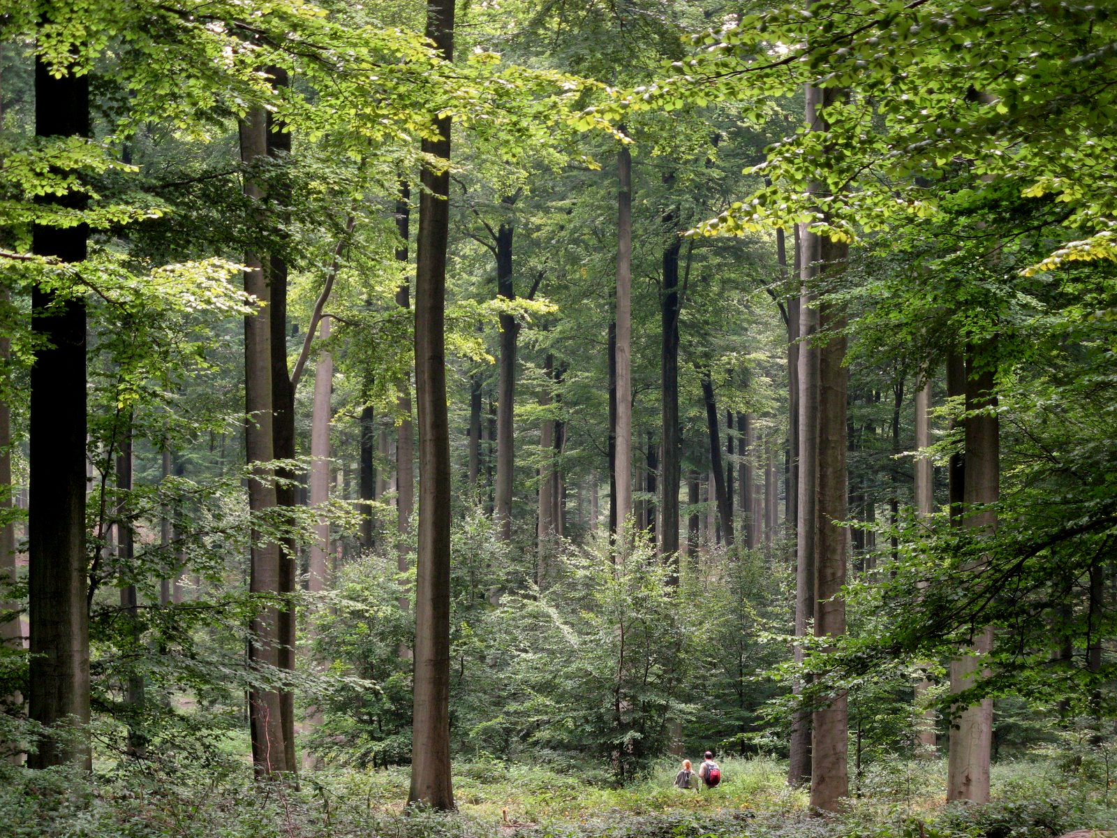 foret de soignes