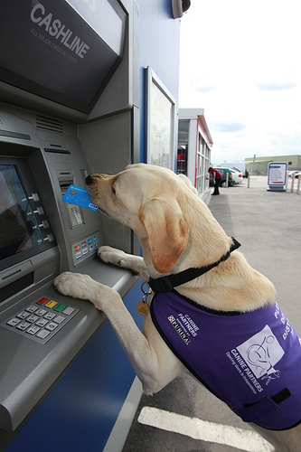 Atm Dog
