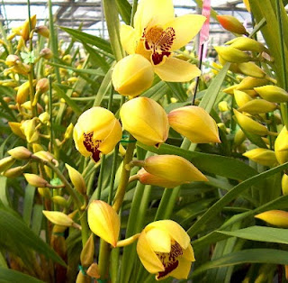 Winter+orchids