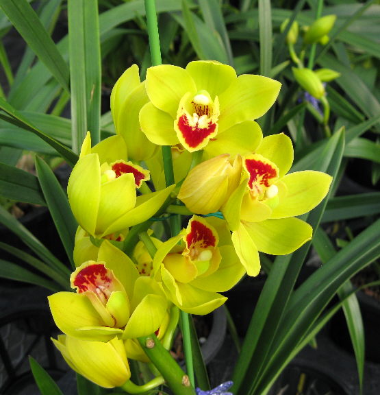 Eggstra Beautiful Yellow Orchids for Easter Orchidaceous! Orchid Blog