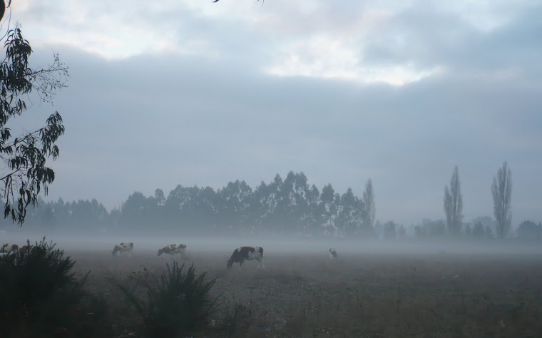 LA BELLEZA DE LA BRUMA ES IMPRESCINDIBLE EN EL CONJURO DEL PAISAJE MAPUCHE