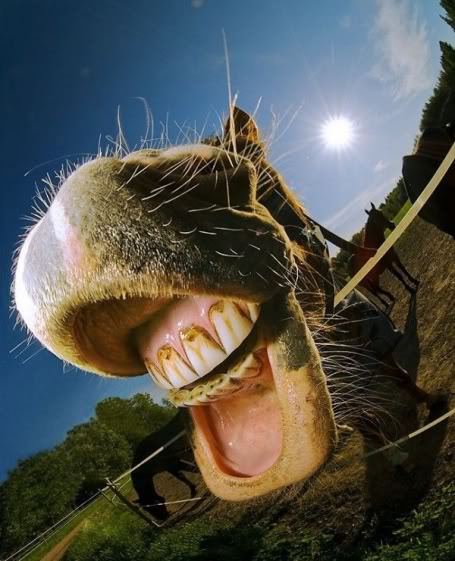 [sorriso-7.jpg]