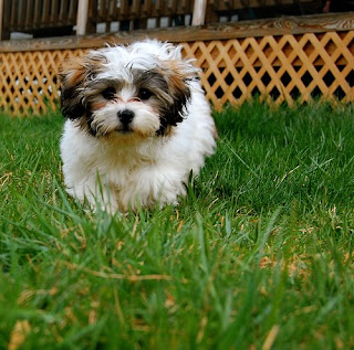 Shih+tzu+bichon+frise