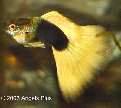 Yellow Female Guppy