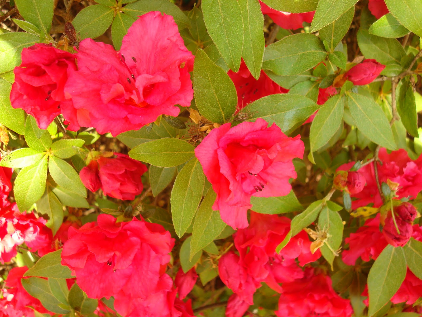 Savannah In Spring