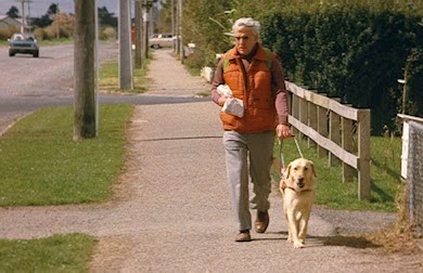 Modern Dog Training Ri Modern Dog Training Ri