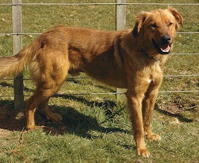 Kelpie Cross Huntaway