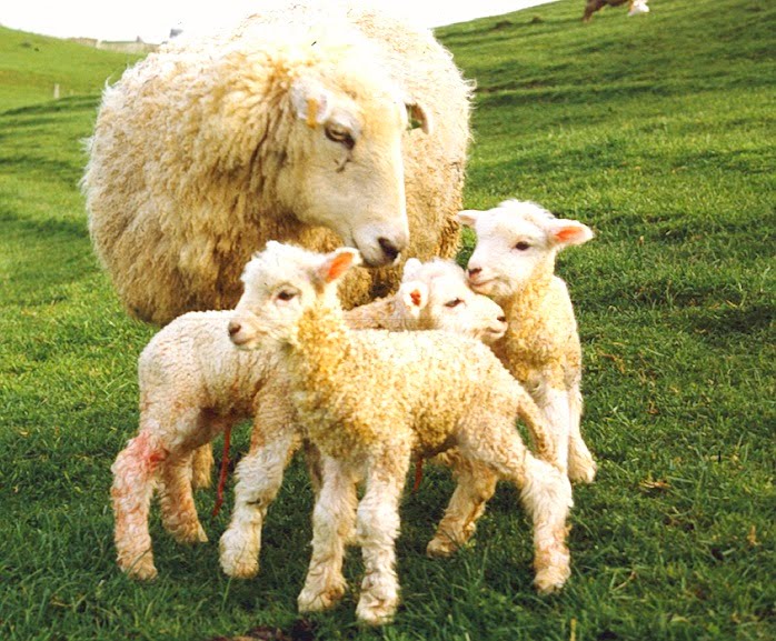 Woolshed 1: Sheep breeds in New Zealand