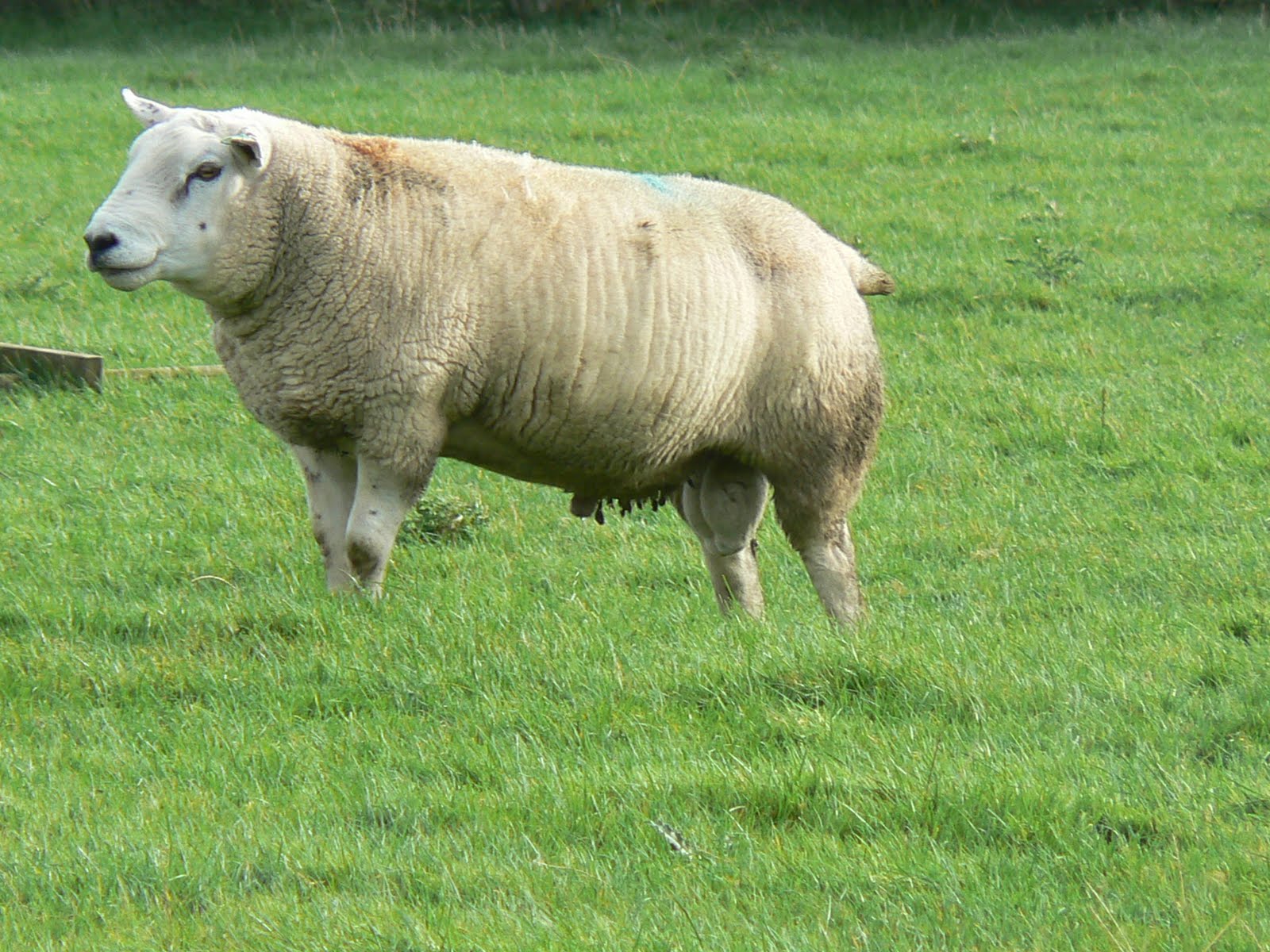 Is Lamb Good For Kidney Crystals In Dogs Is Lamb Good For Kidney Crystals In Dogs