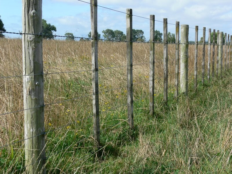 Woolshed 1 Cattle farm husbandry fencing for cattle