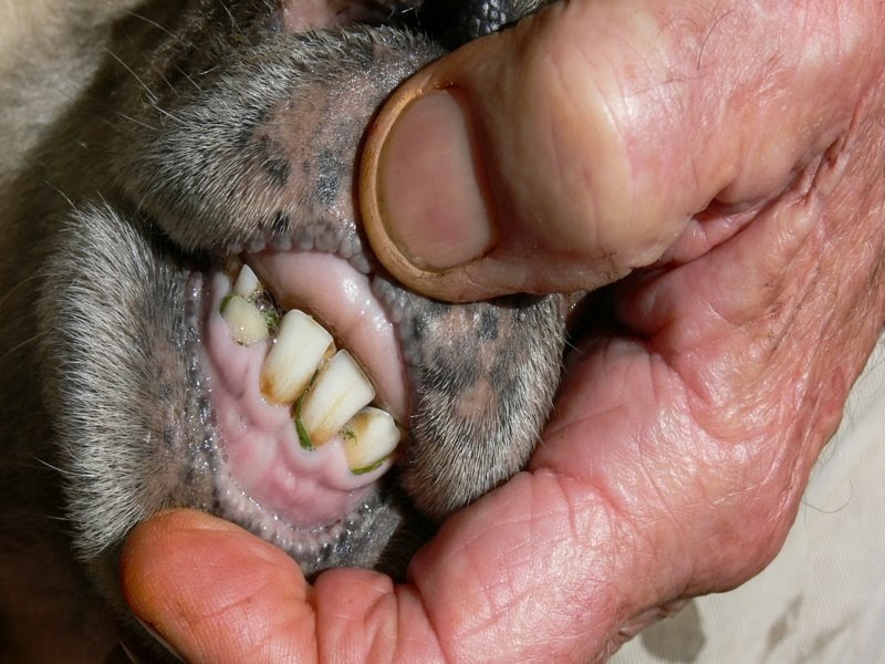 overshot teeth for sale