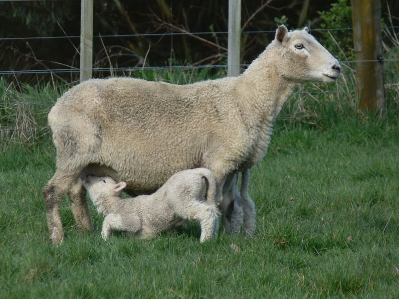 Dog Training Lamb Rd Elmira Or Dog Training Lamb Rd Elmira Or