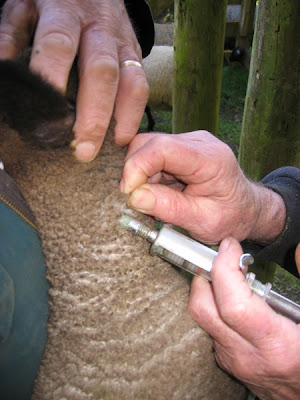 sheep farm husbandry