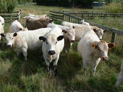 pastuch dla koni