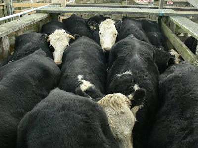 Fat+cattle+at+sale.jpg Fat+cattle+at+sale.jpg
