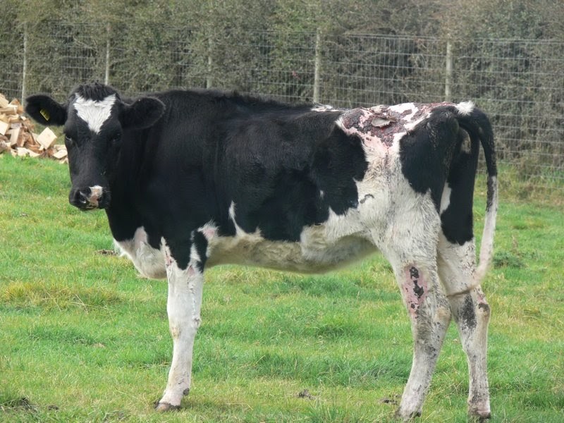 Woolshed 1 Facial Eczema (FE). Part 5. Farm Information.(Dairy Cattle