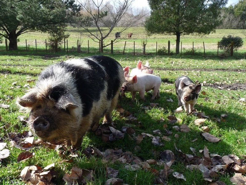 Pig Dog Training Pig Dog Training