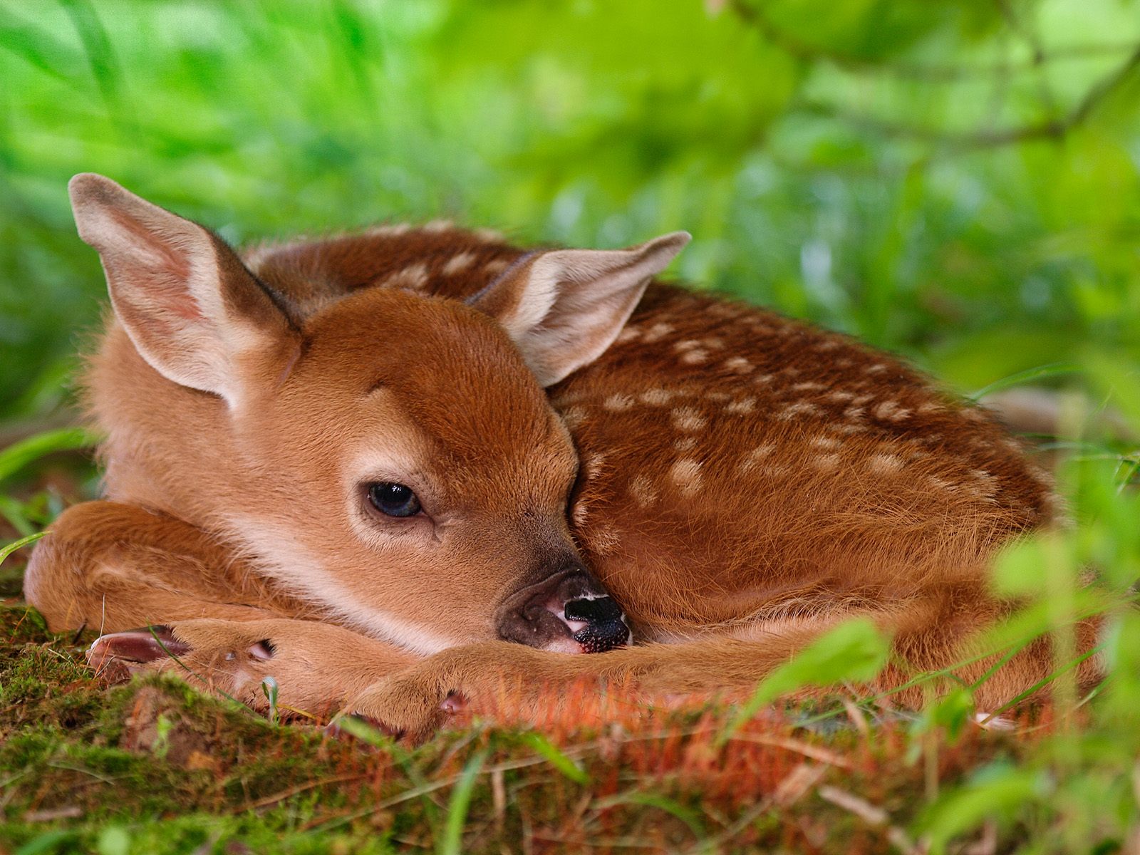 http://4.bp.blogspot.com/_W1VhkUCefIk/S84Dhh4d3II/AAAAAAAAAFU/32AeMBoJLQw/s1600/animal_0004.jpg