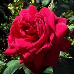 History and Meaning of Red Roses