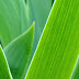 Green Leaves 1920x1200 Wallpapers