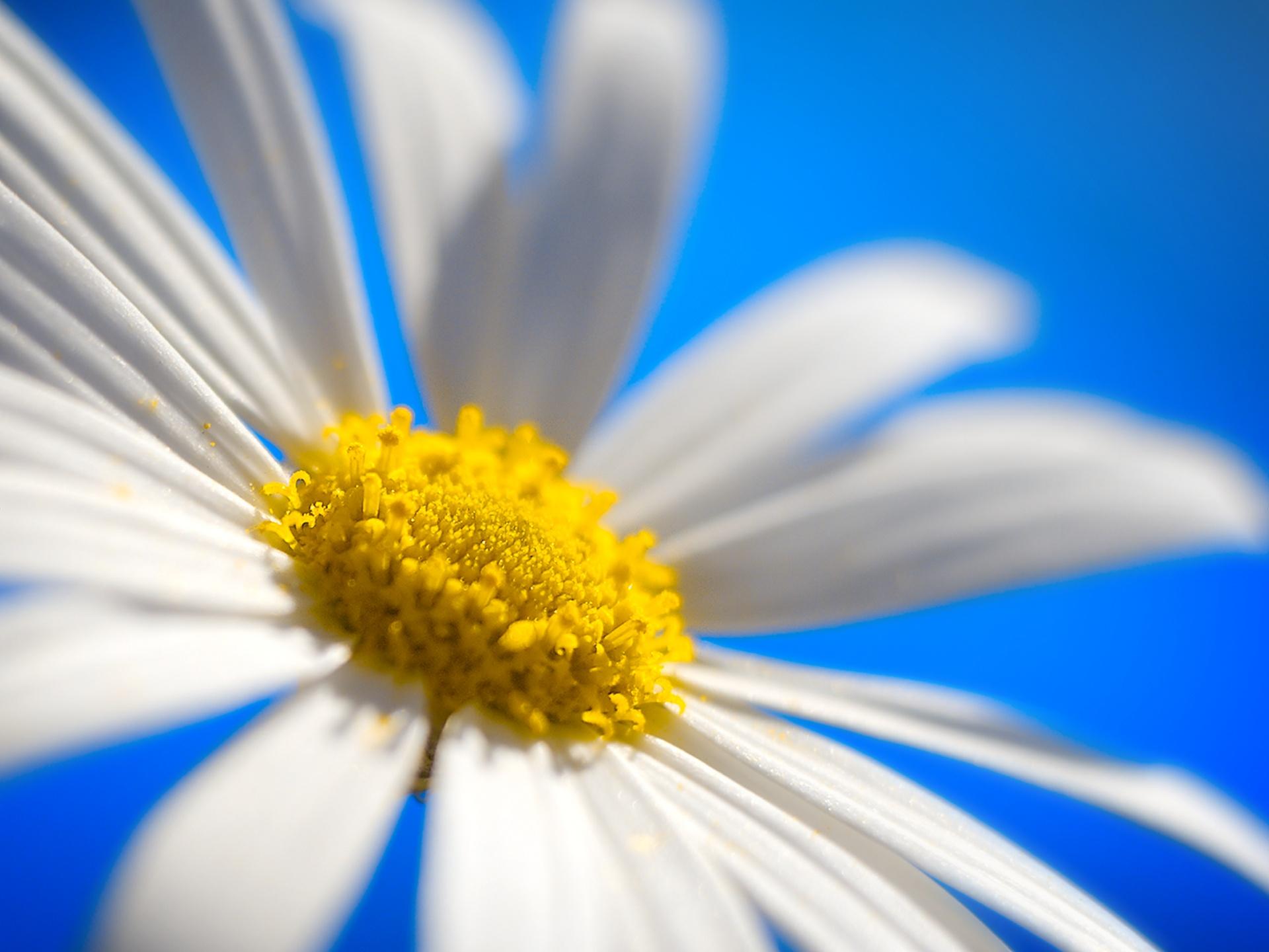 http://4.bp.blogspot.com/_W1ueYt1O3xs/S_MQrzeqGQI/AAAAAAAAVLQ/PPd5kVwlcKM/d/ubuntu%2010.04%20wallpapers%20(1).jpg