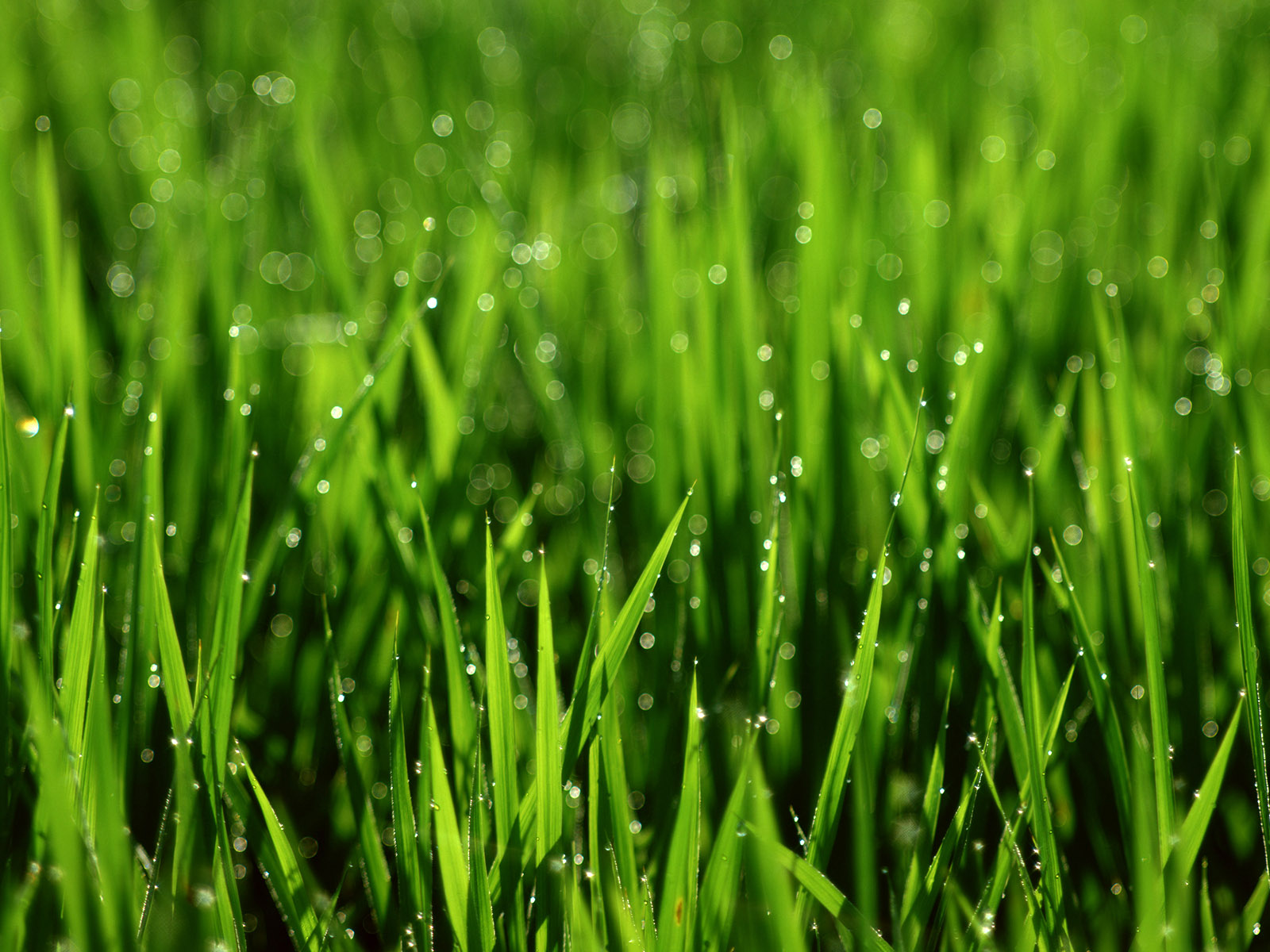 Rice Farms HQ Wallpapers | HD Wallpapers