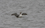 Yellow-billed Loon