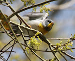Northern Parula