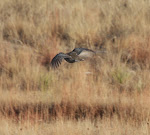 Sharp-tailed Grouse