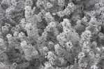 Rime-covered pine branches