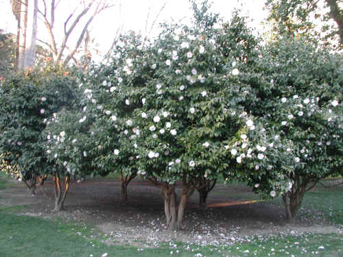 mark taylor camellia japonica the rose of winter mark taylor camellia japonica the rose of winter
