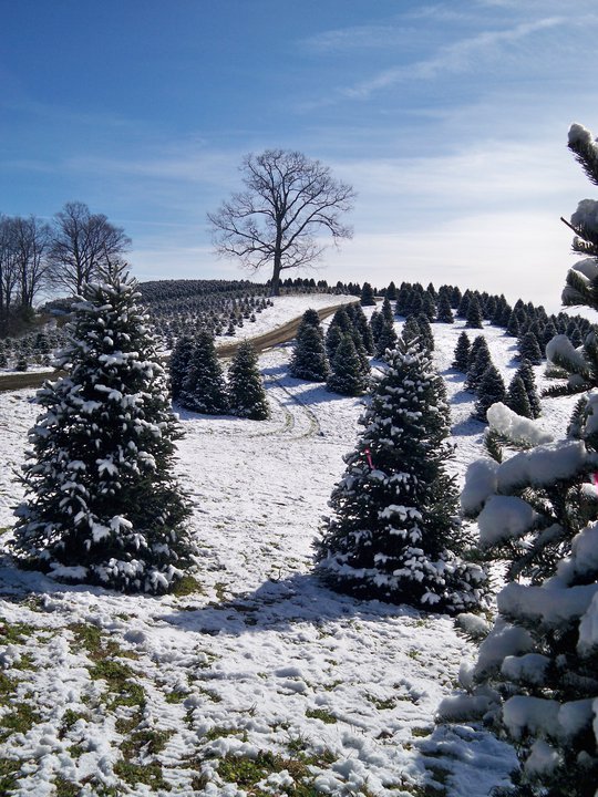 5 awesome christmas tree farms 5 awesome christmas tree farms