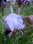 The Hermon iris, Iris hermona Dinsmore.      Even the barbed wire cannot dim its beauty.