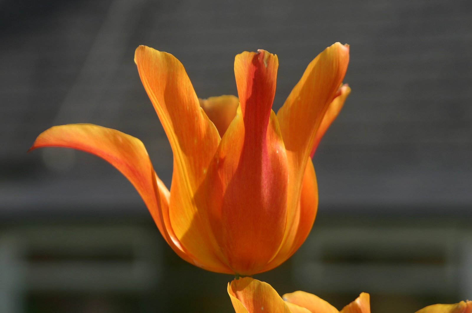 [orange+tulip.jpg]