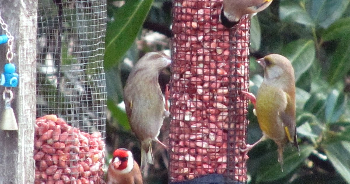 Pet Lovers Love birds feeding