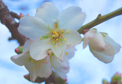 FIORE DI MANDARLO