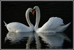 L'AMORE PURO E ROMANTICO UN SOGNO !