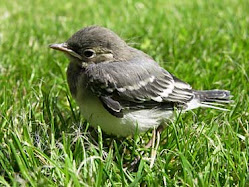 UN PASSEROTTO NELLA NATURA SELVAGGIA