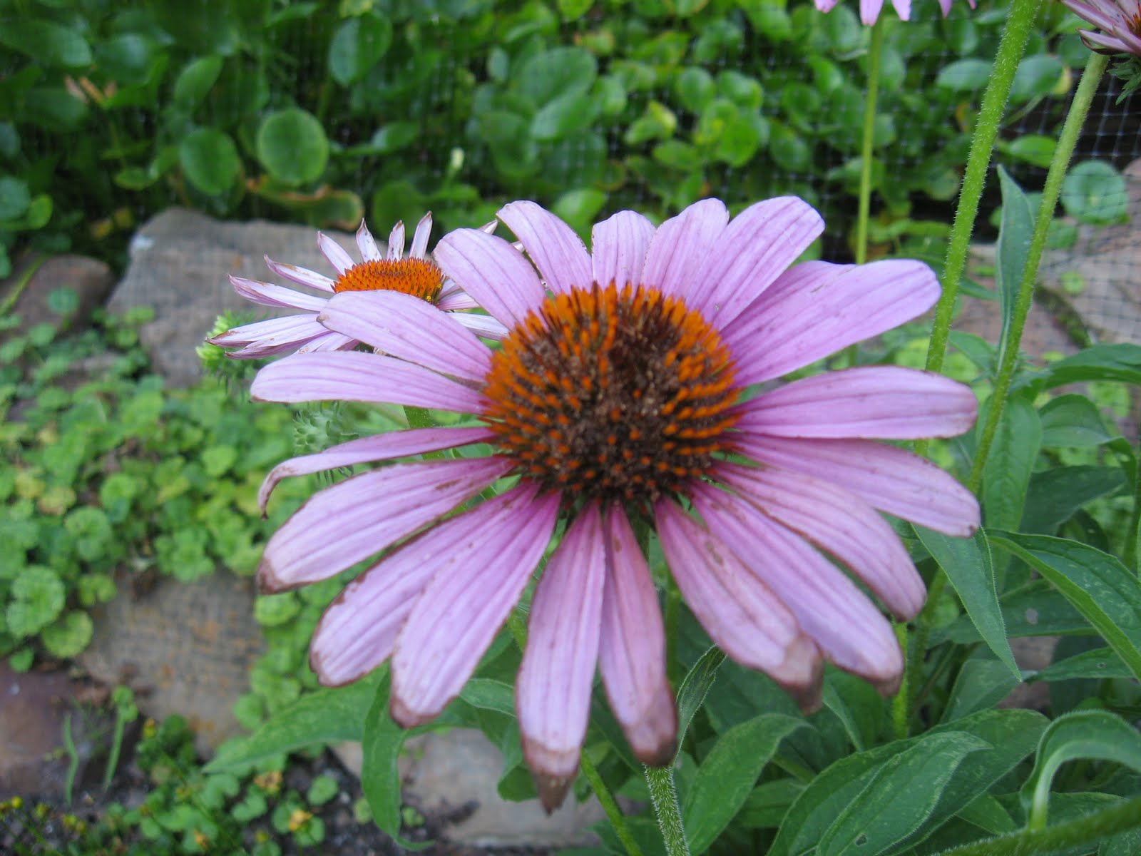 Meadowview Thymes August 2010