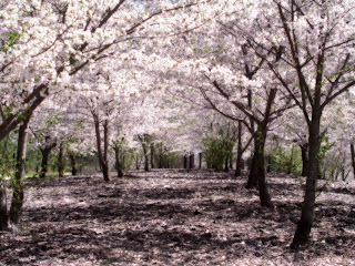 parque de sakuras  .... Cerezos+en+flor+2