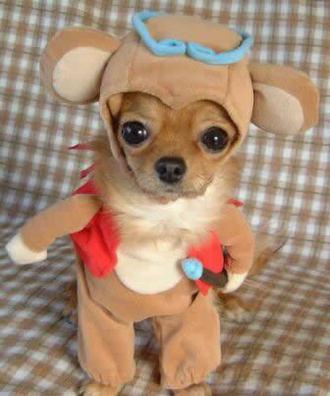 http://4.bp.blogspot.com/_W6qit0CpkaU/TL0yKdHn4II/AAAAAAAAAJY/1D7AuADHy9o/s1600/dog-costume.jpg