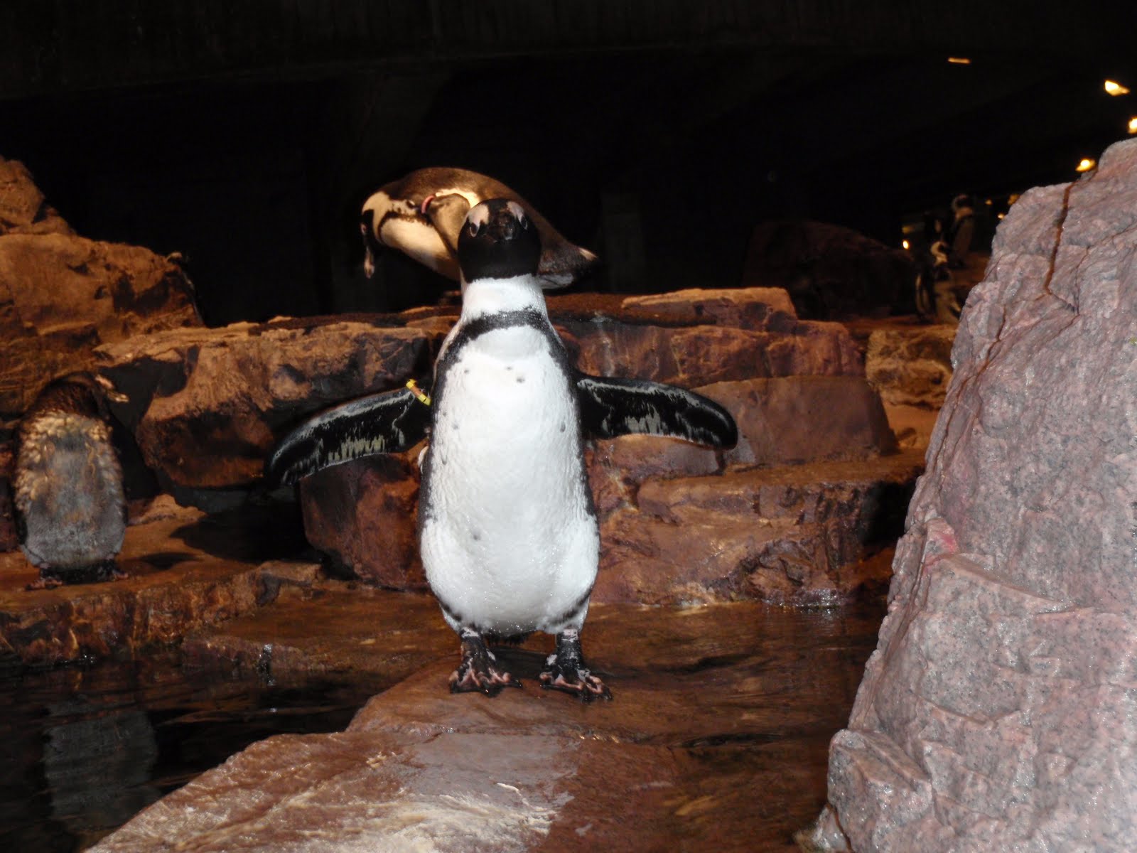 Standing Penguin