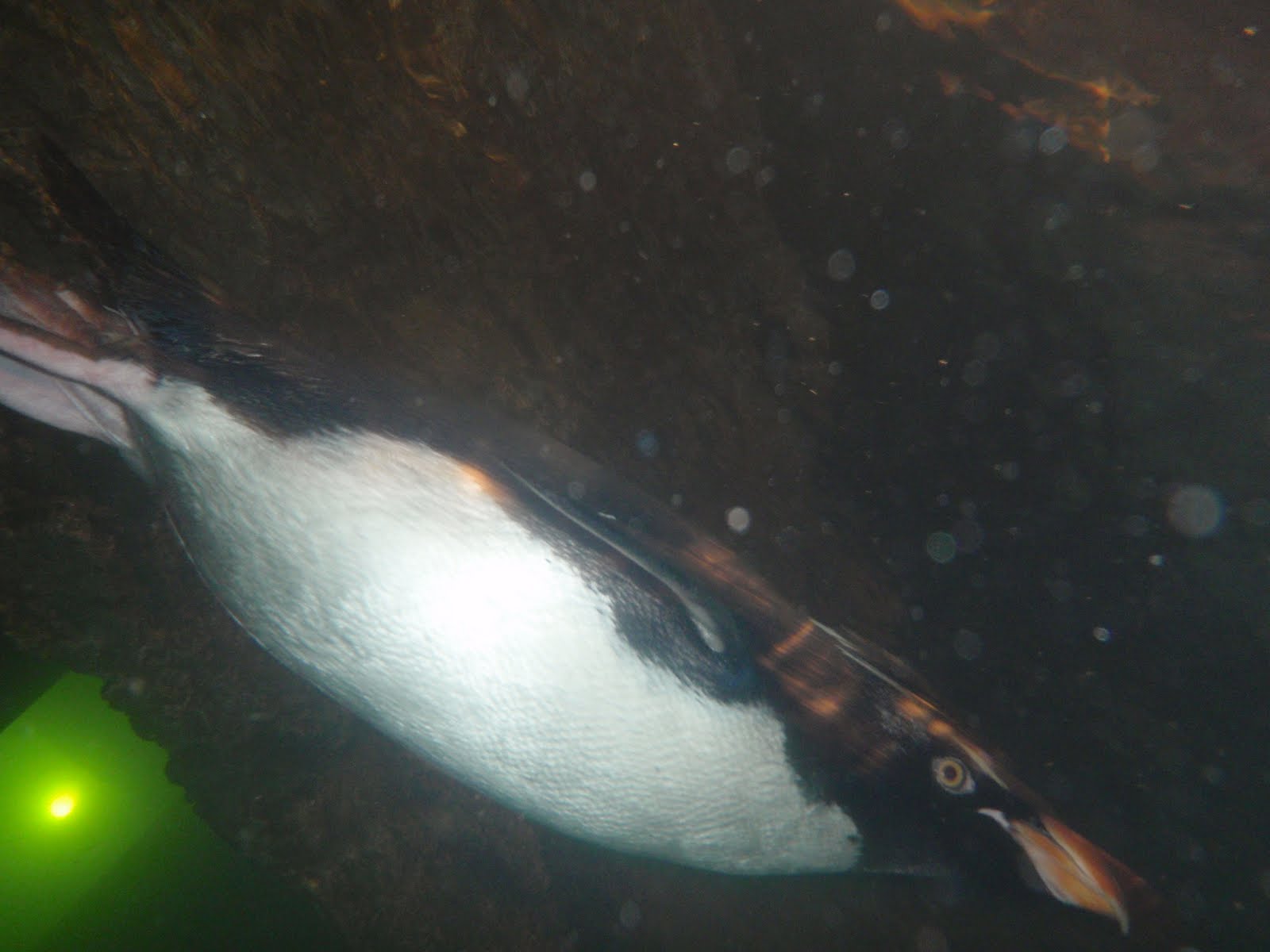 Penguin Blog: FAQ-Do penguins have ears?