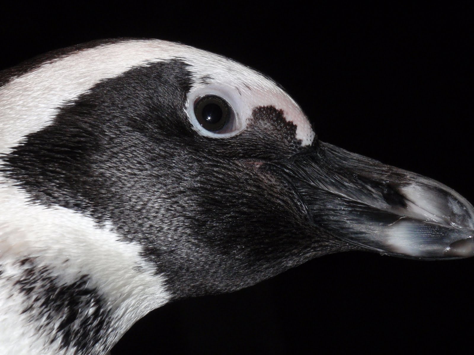 Profile of Penguin's Head