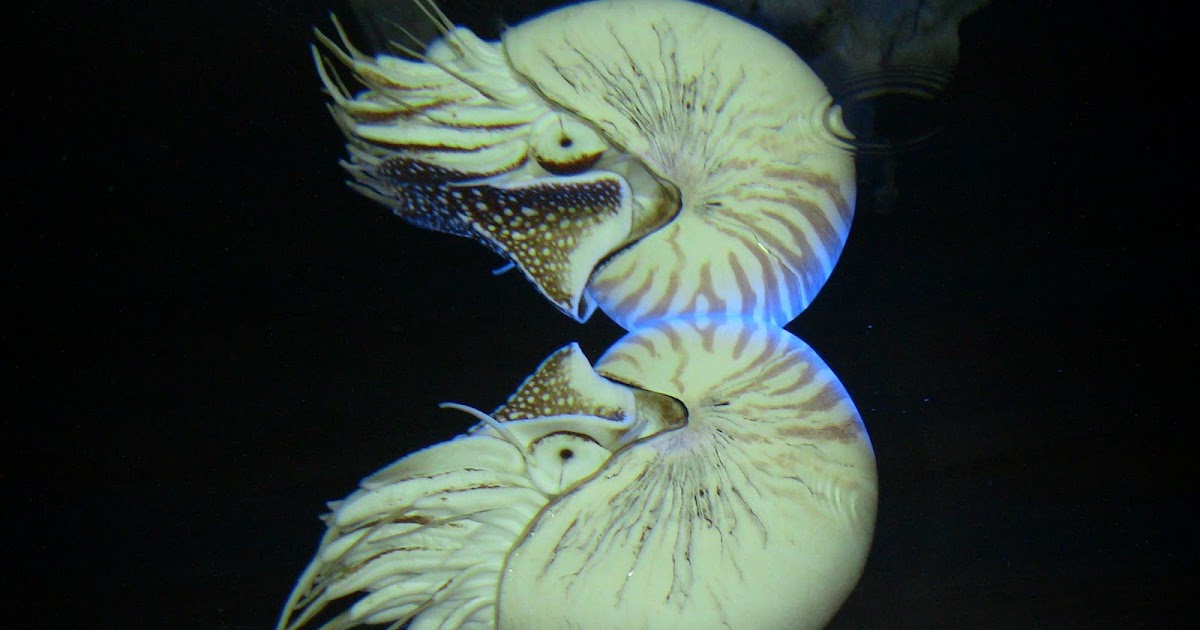 Exhibit Galleries Blog Can you spot the nautilus?