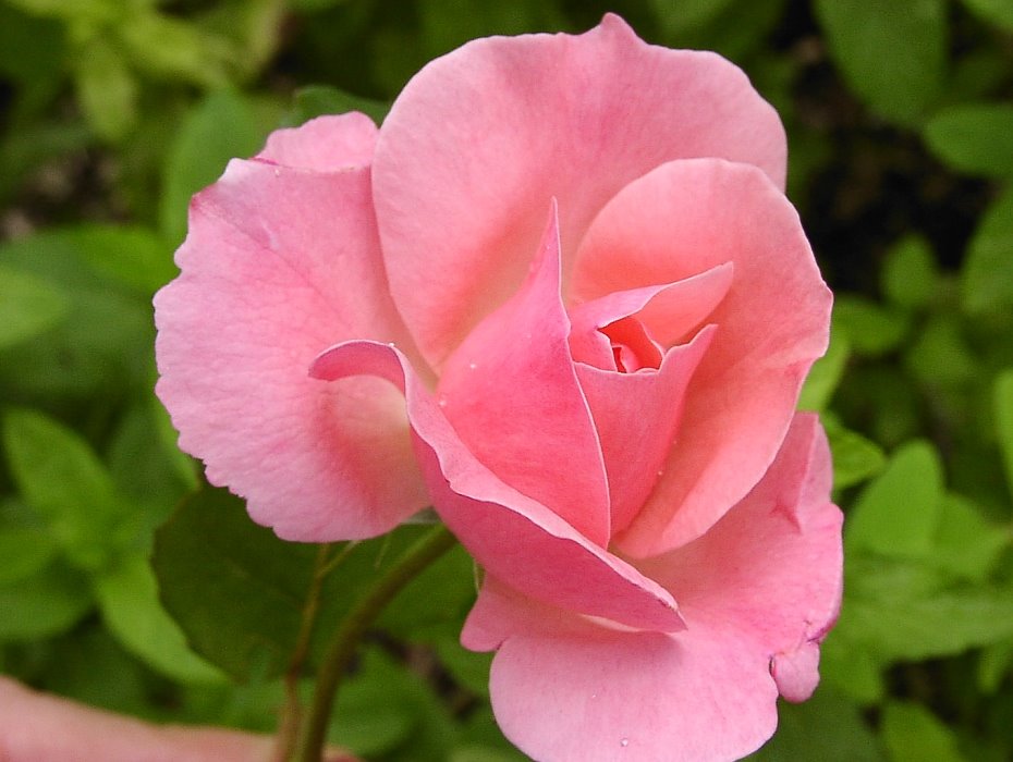 [rosa.jpg]