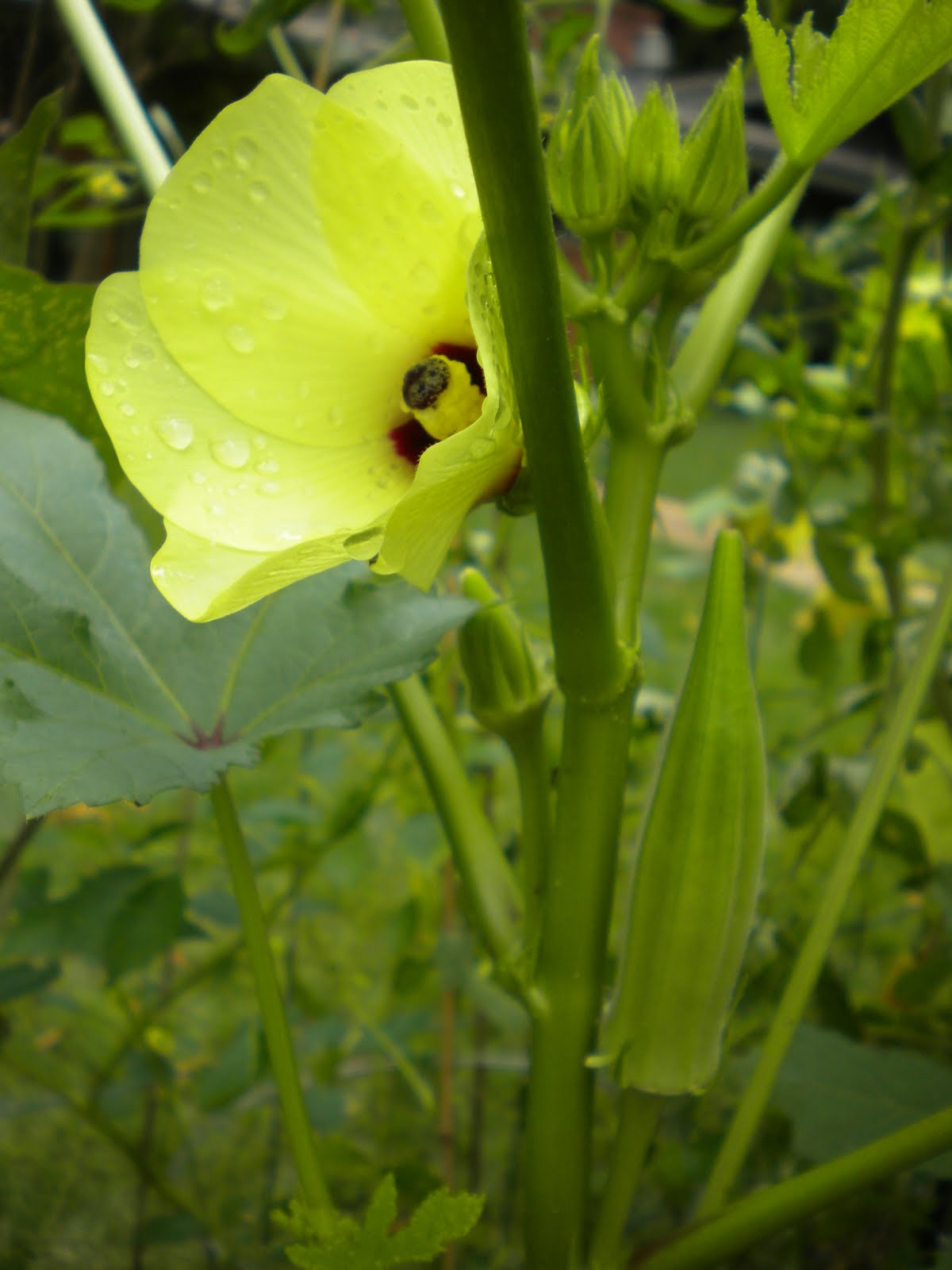 Pam Plants A Garden We have okra!